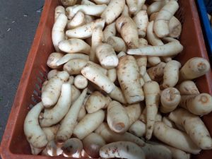 Arracacha seleccionada