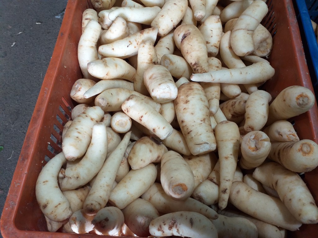 Arracacha seleccionada
