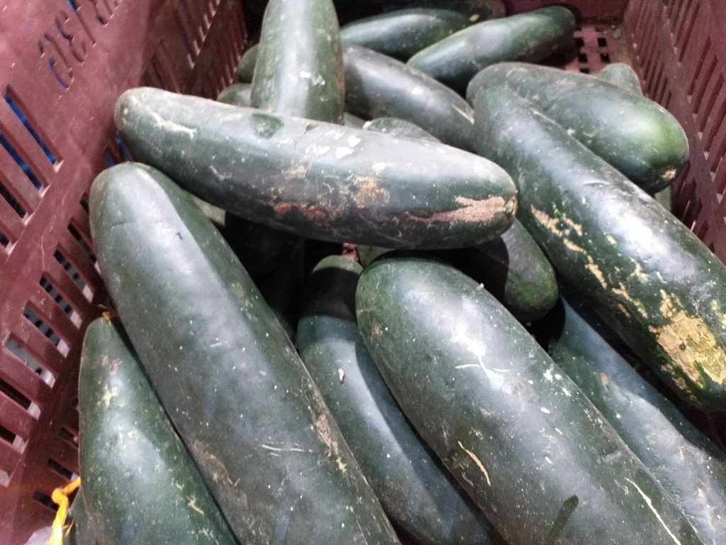 Pepino cohombro