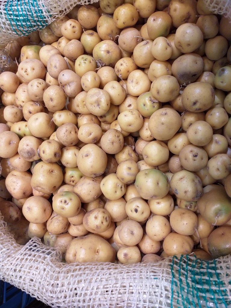 Papa criolla delgada
