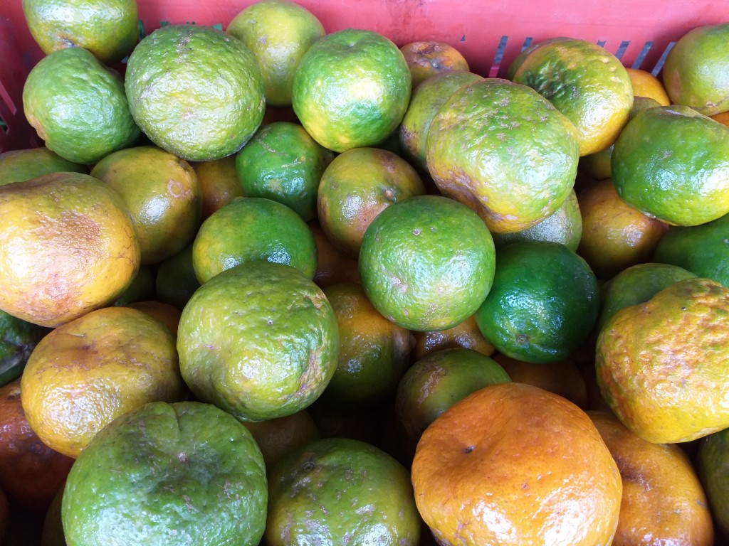 Mandarina Oneca
