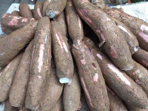 Yuca mona