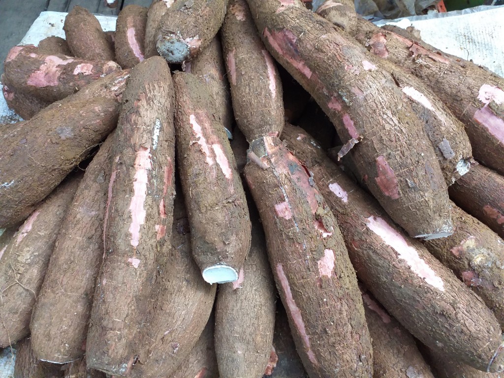 Yuca mona