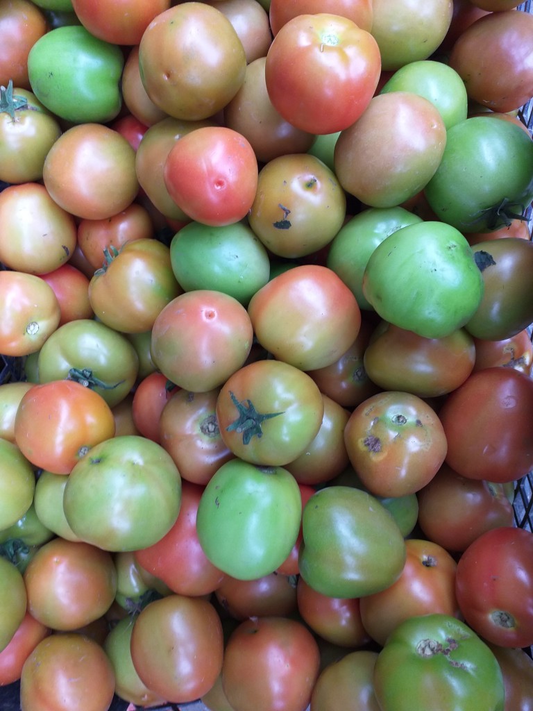 Tomate parejo