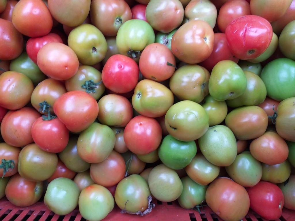 Tomate delgado