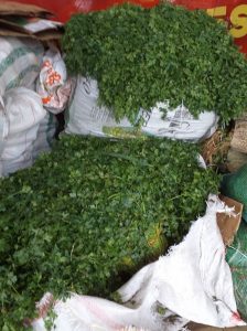Cilantro