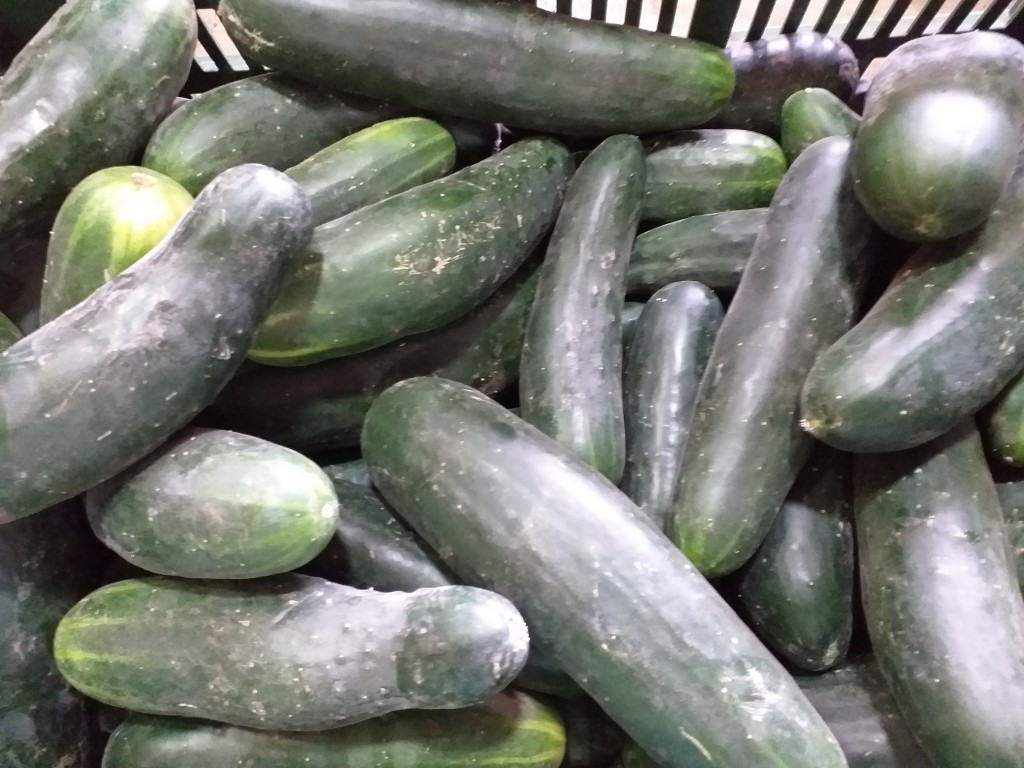 Pepino cohombro