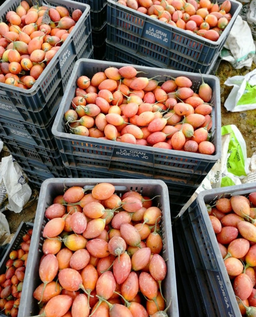 Tomate de árbol 1ra