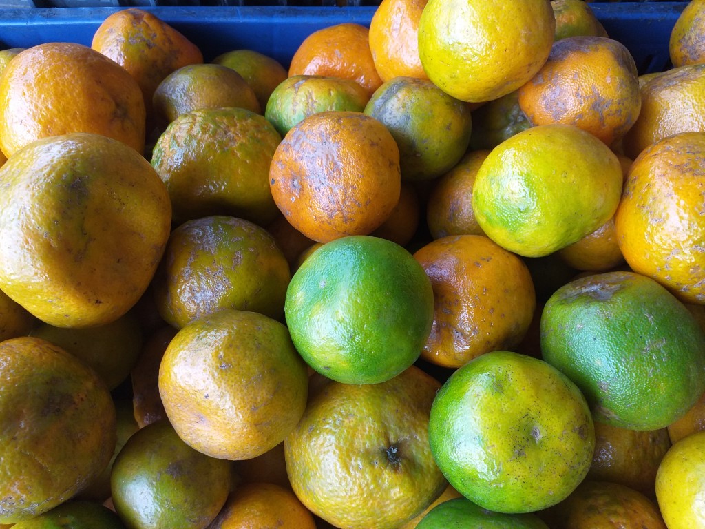 Mandarina