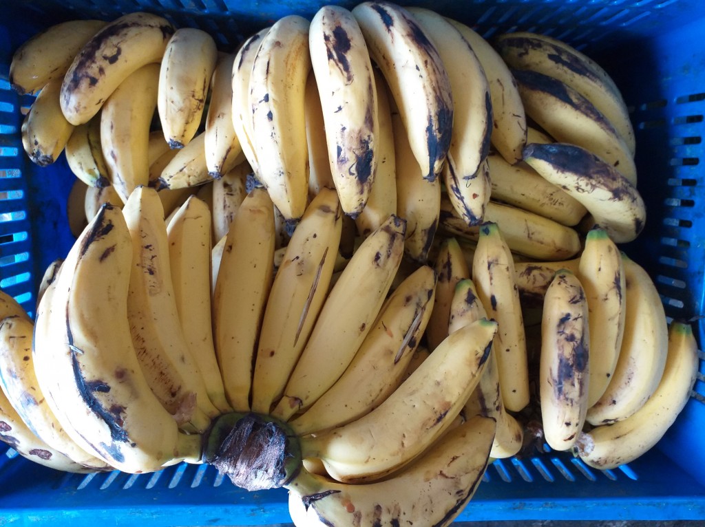 Banano