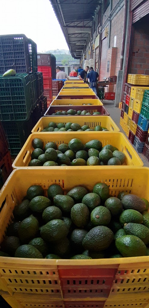 Aguacate hass 1ra