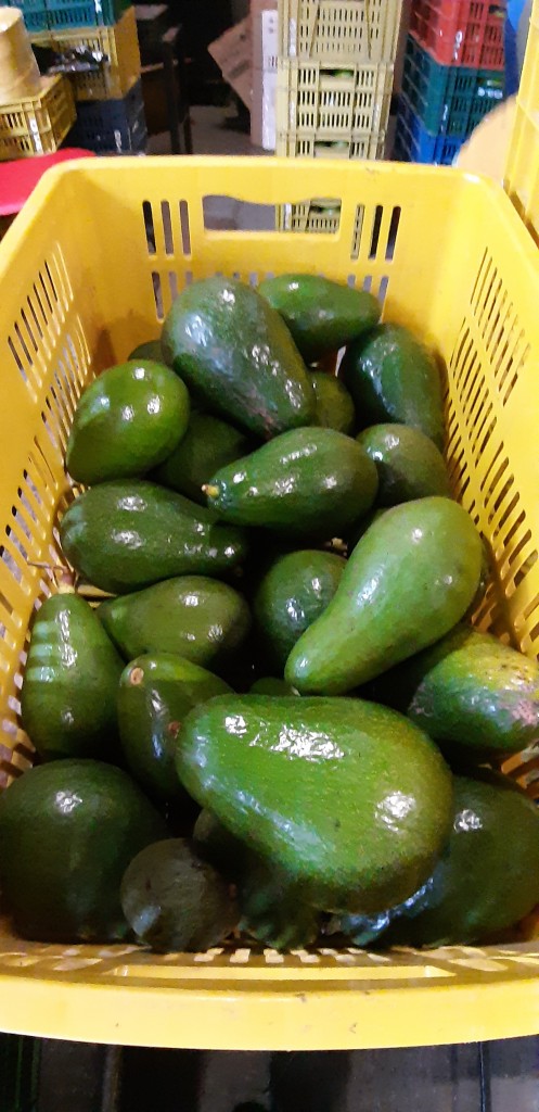 Aguacate semil-40 1ra