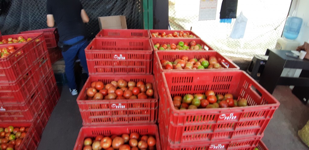Tomate chonto parejo