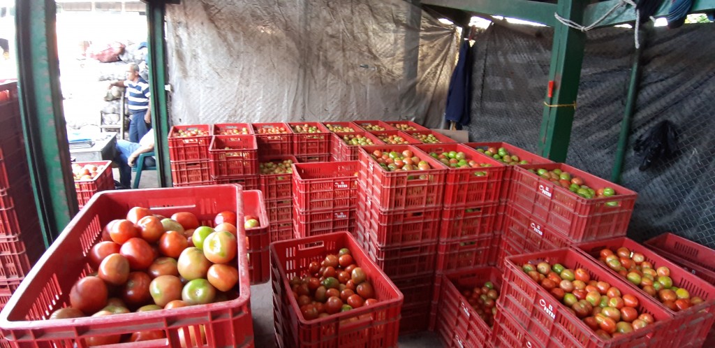 Tomate chonto grueso
