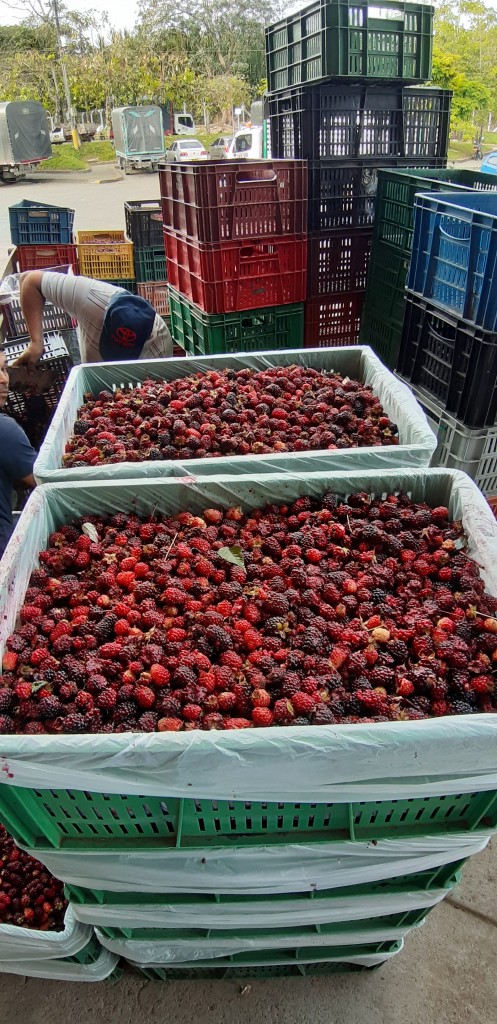 Mora roja