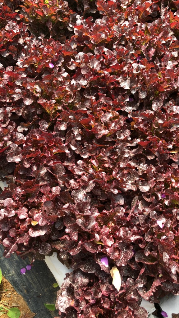 LECHUGA HOJA DE ROBLE MORADA