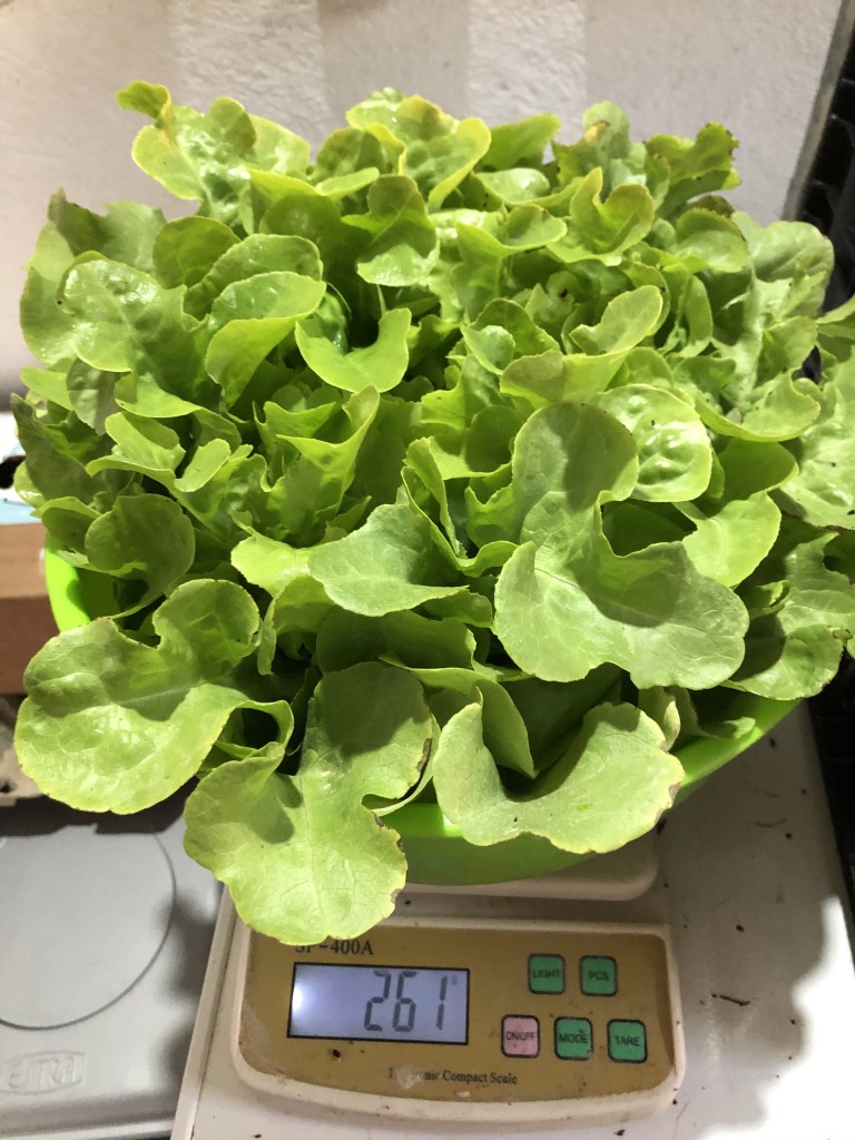 Lechuga hoja de roble verde