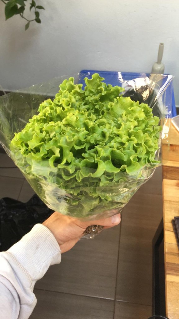 Lechuga Crespa Verde 250gr