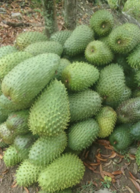 Guanábana Tolima