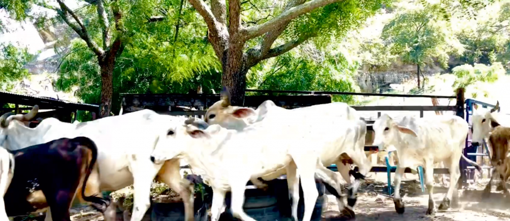 Vacas y novillas para cría