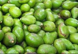 Aguacate común
