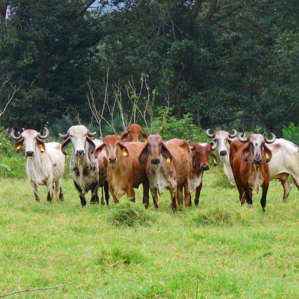 Vacas Gyr preñadas de Gyr Puro
