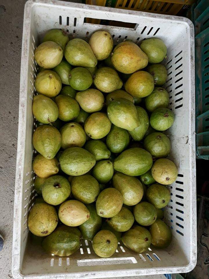 Guayaba pera