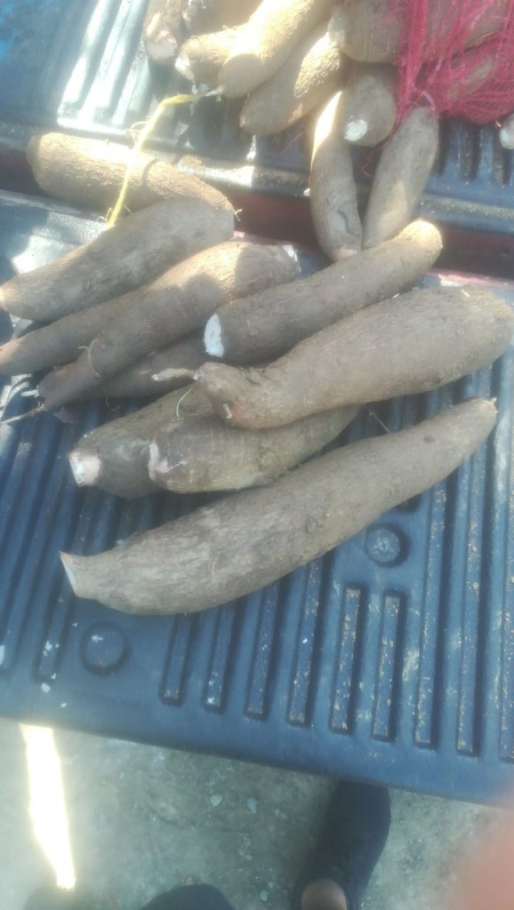 Yuca playera