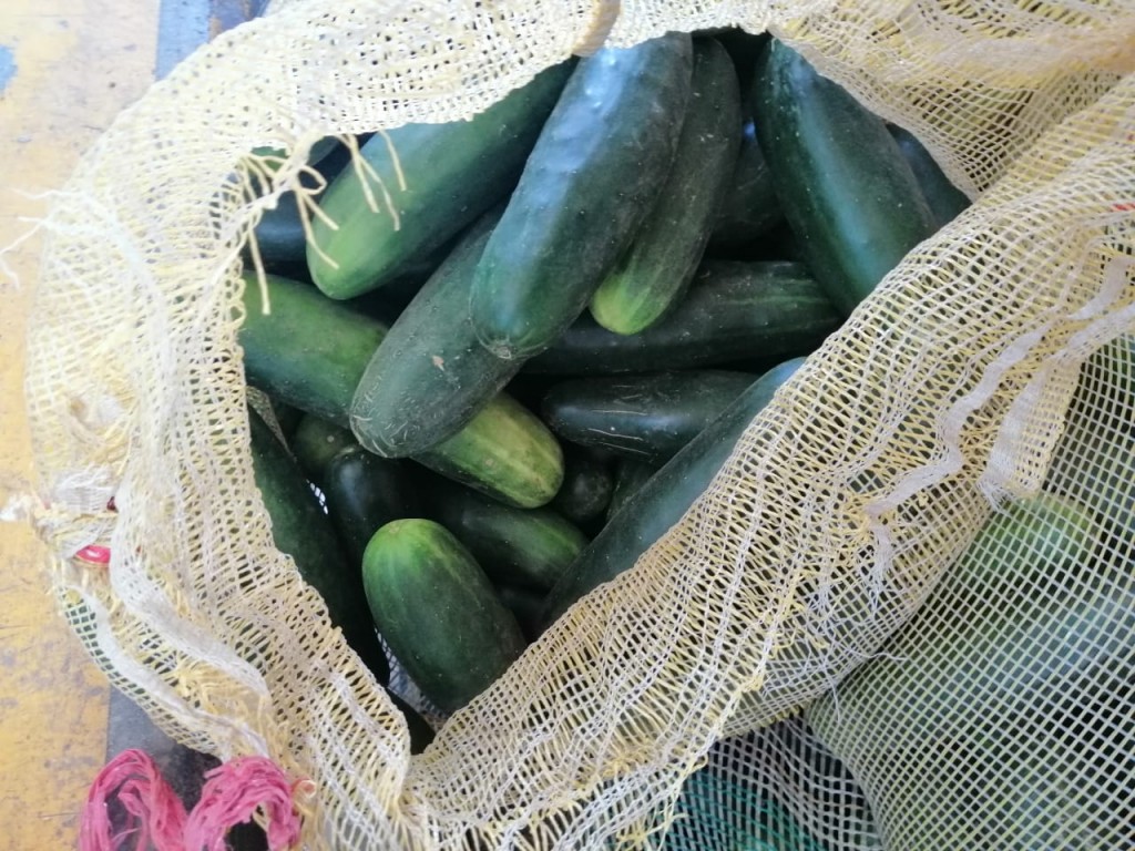 Pepino cohombro