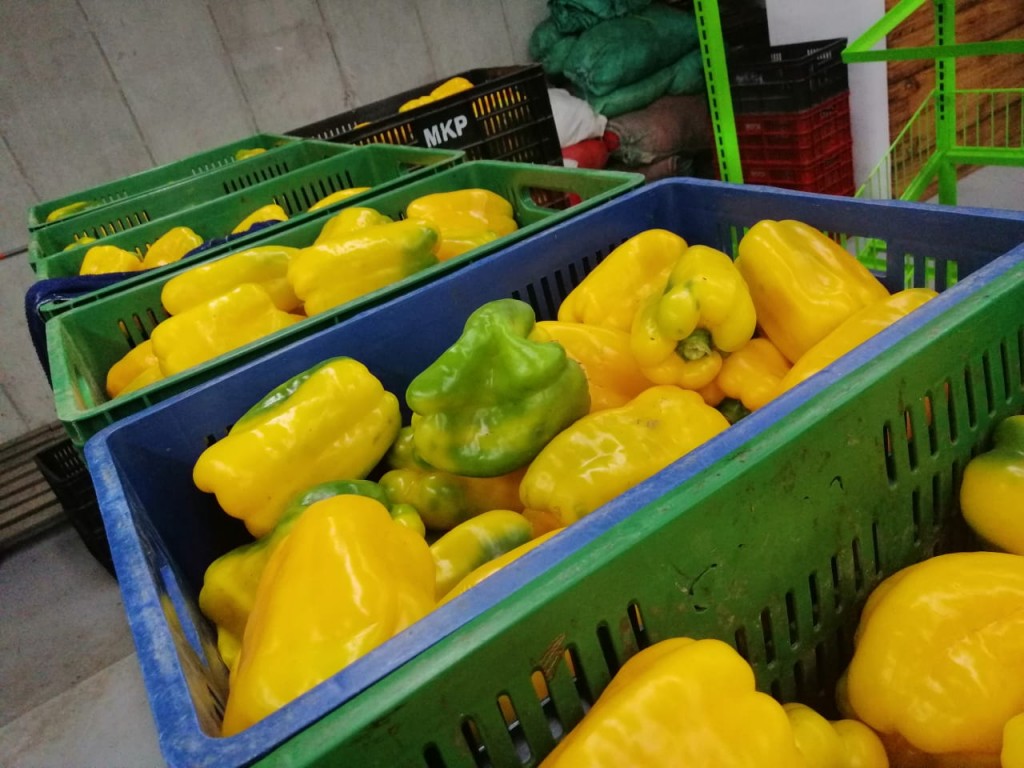 Pimenton Amarillo