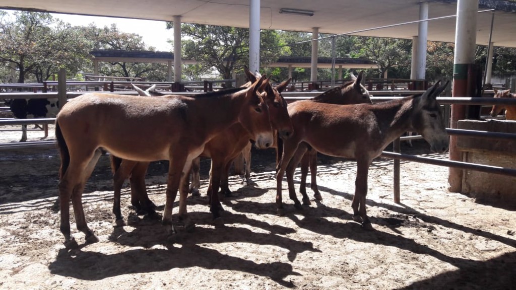 Lote de Machos y Mulas