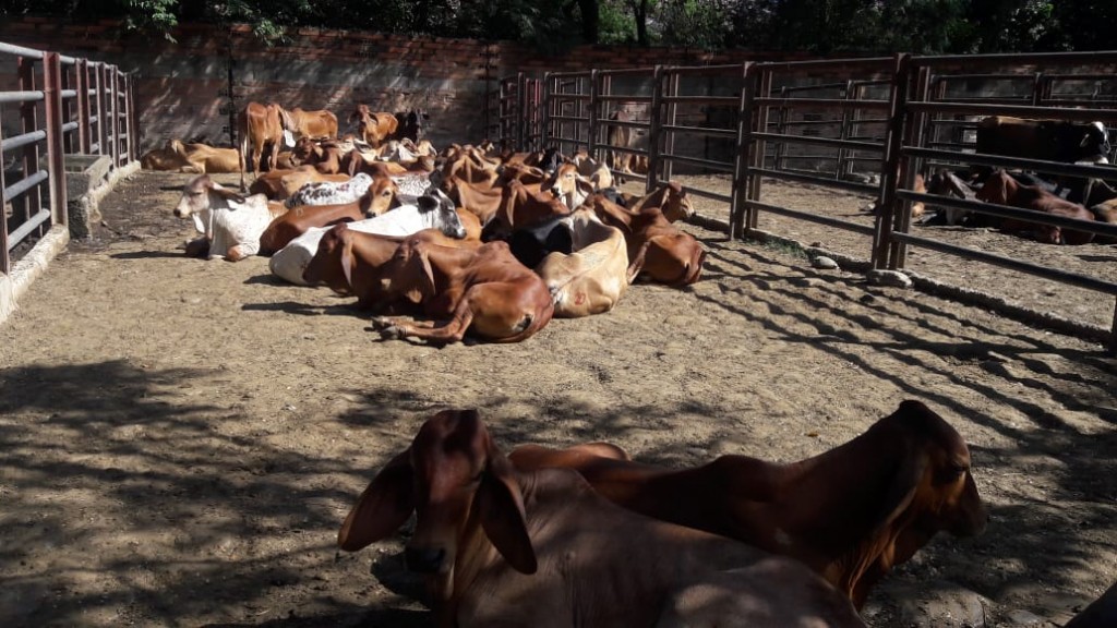 Terneros Brahman Rojo comercial