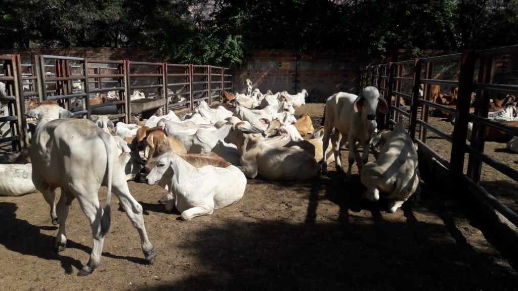 Terneros Brahman blanco comercial