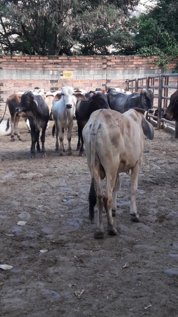 Macho de Levante