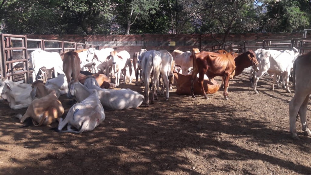 Macho de levante