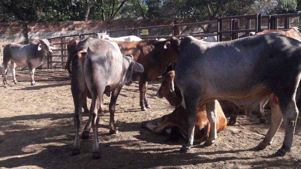 Macho de Levante