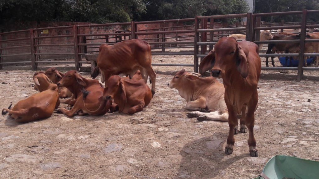 Terneros de Levante Brahman Rojo comercial