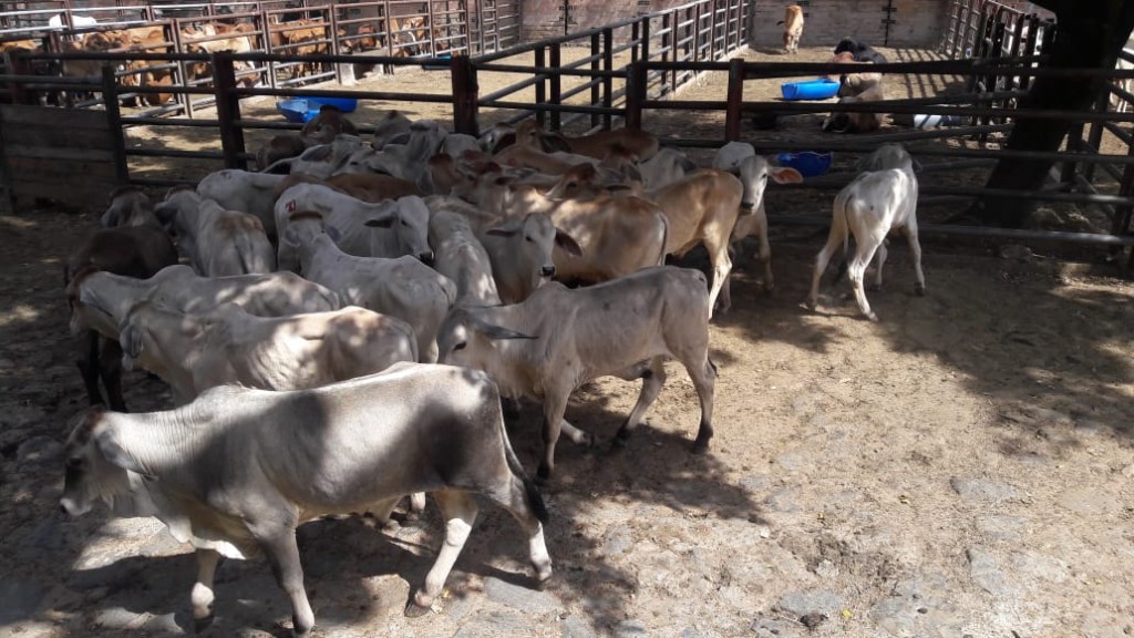 Terneros Levante  cebú blanco
