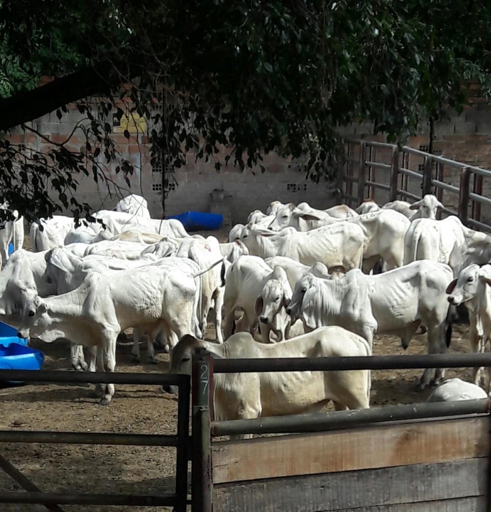 Terneros de Levante Brahman blanco comercial