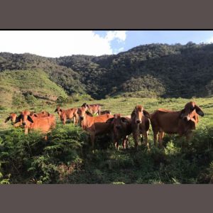 Novillas Brahman Rojo de lujo