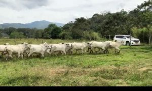 Machos Brahman blanco sin marca