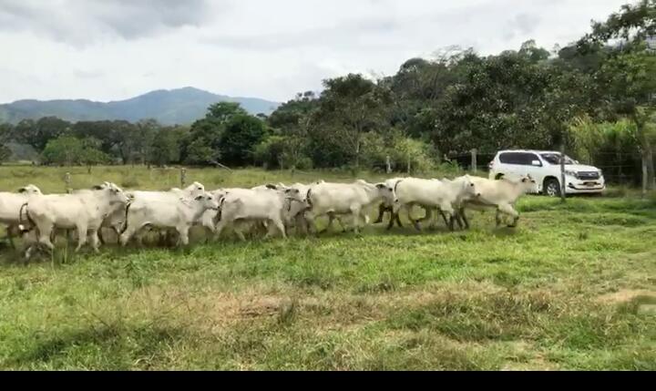 Machos Brahman blanco sin marca