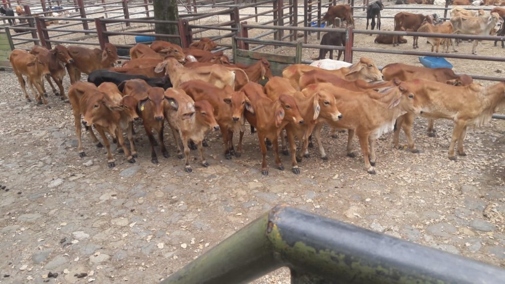 Hembras de Levante Brahman Rojo comercial