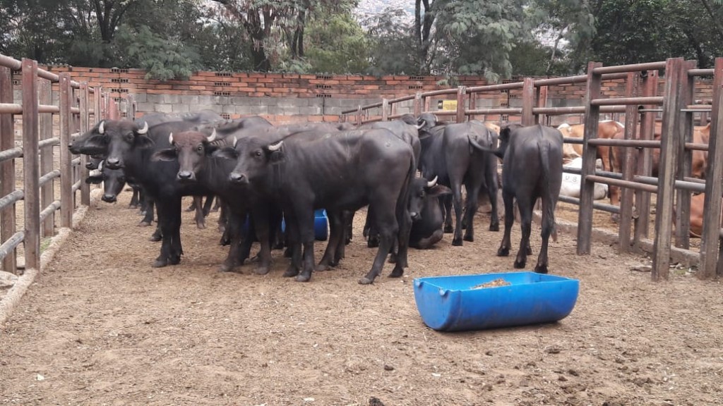 Lote de Bufalas