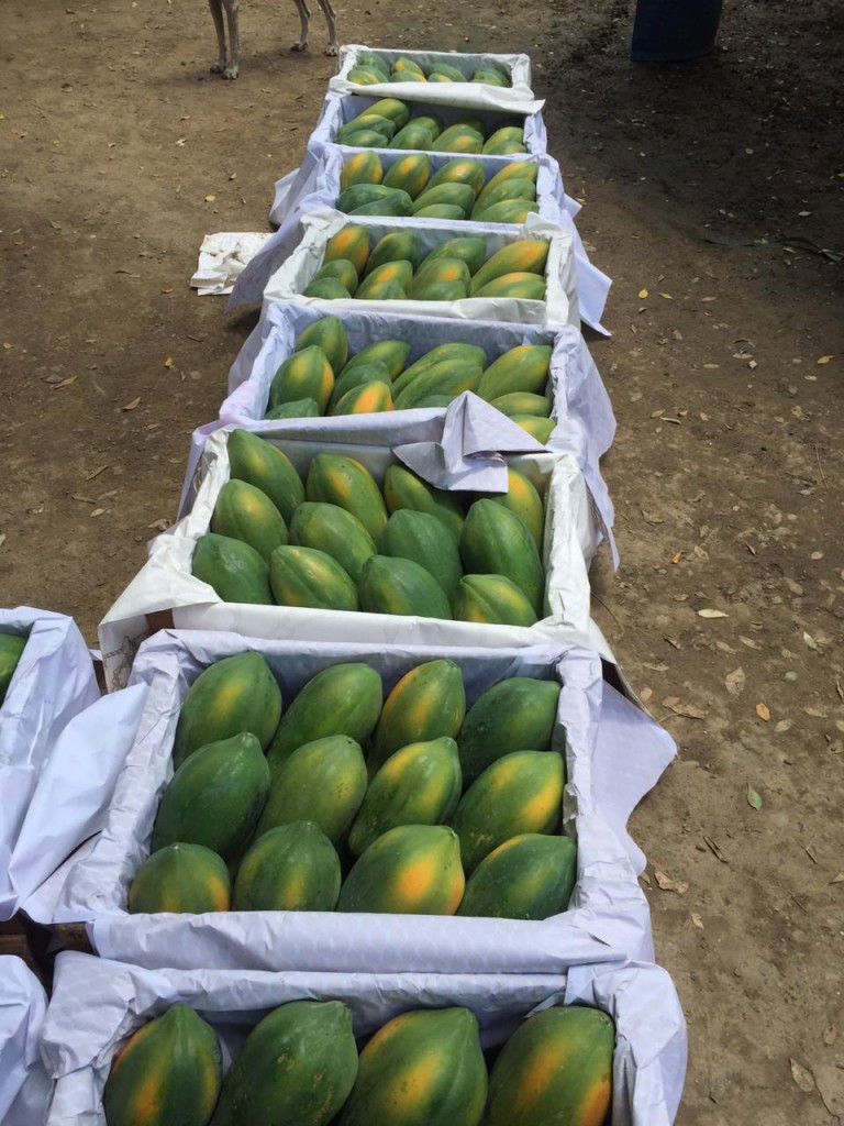 Papaya