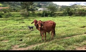 Toretes Brahman Rojo