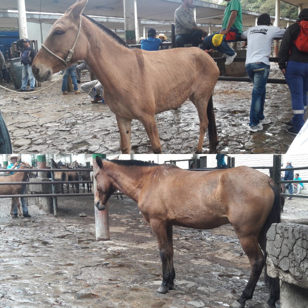 Mula 7 años y Caballo de trabajo