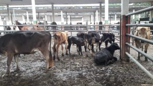 Lote de terneros tipo leche