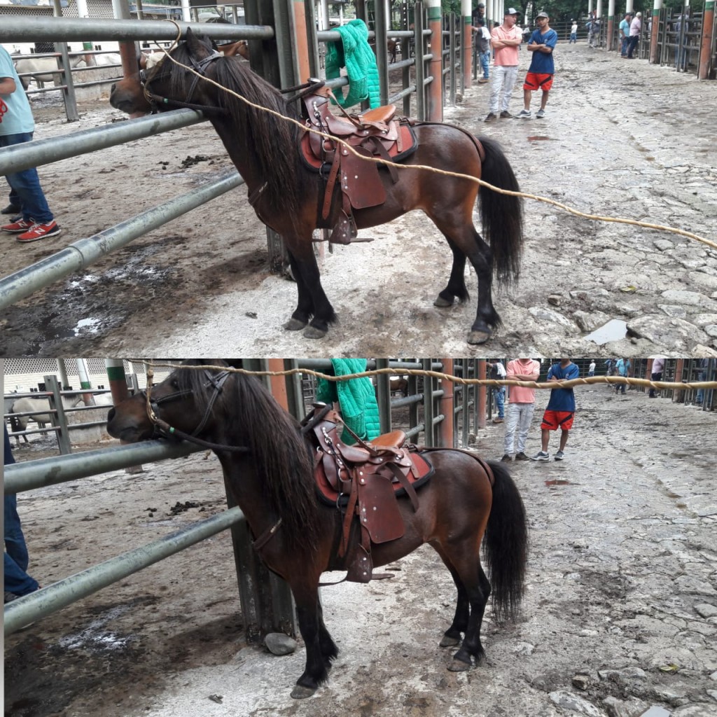 Semipony