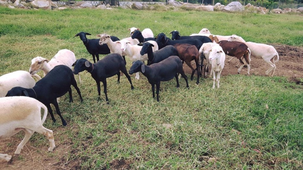 Hembras de Razas katahdin y Sta Inés